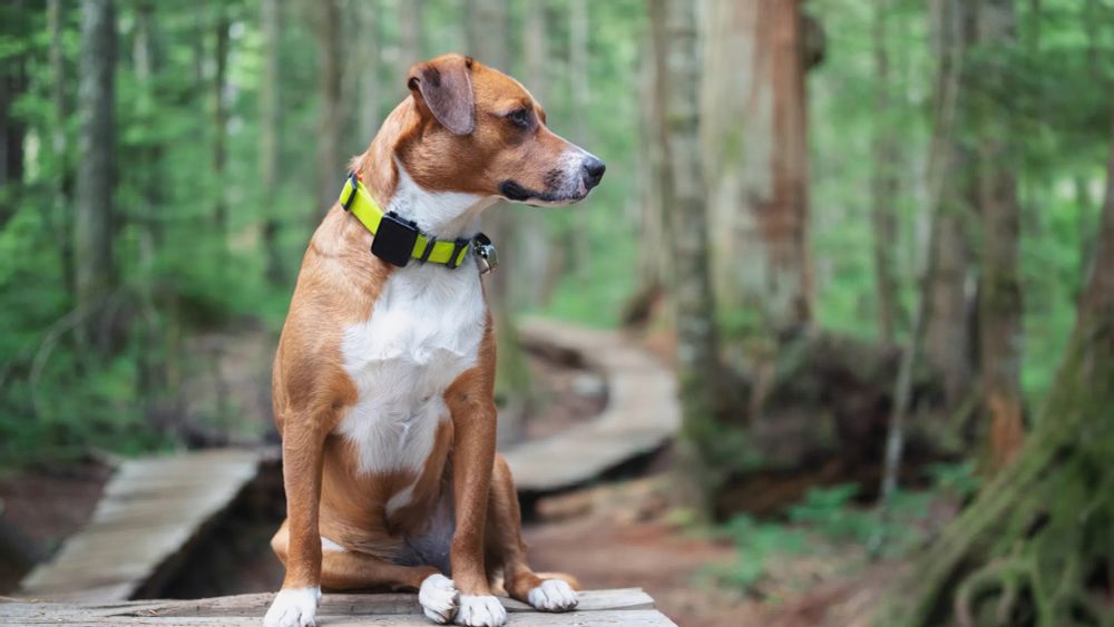 Ein Hund sitzt auf dem Waldpfad und schaut nach rechts.