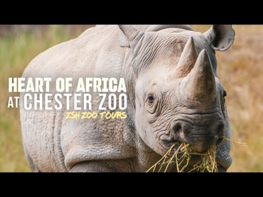Chester Zoo Heart of Africa Tour | The UK's Largest Zoo Habitat!