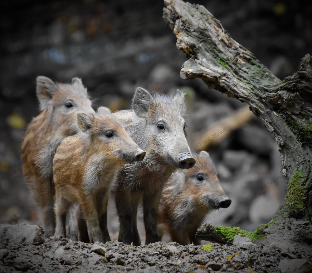 4 Wildschwein-Frischlinge wühlen in einem Wildgehege im Schlamm und schauen  neugierig witternd alle in eine Richtung.
Neben ihnen liegt ein abgestorbener mit Moss bewachsener Baum.