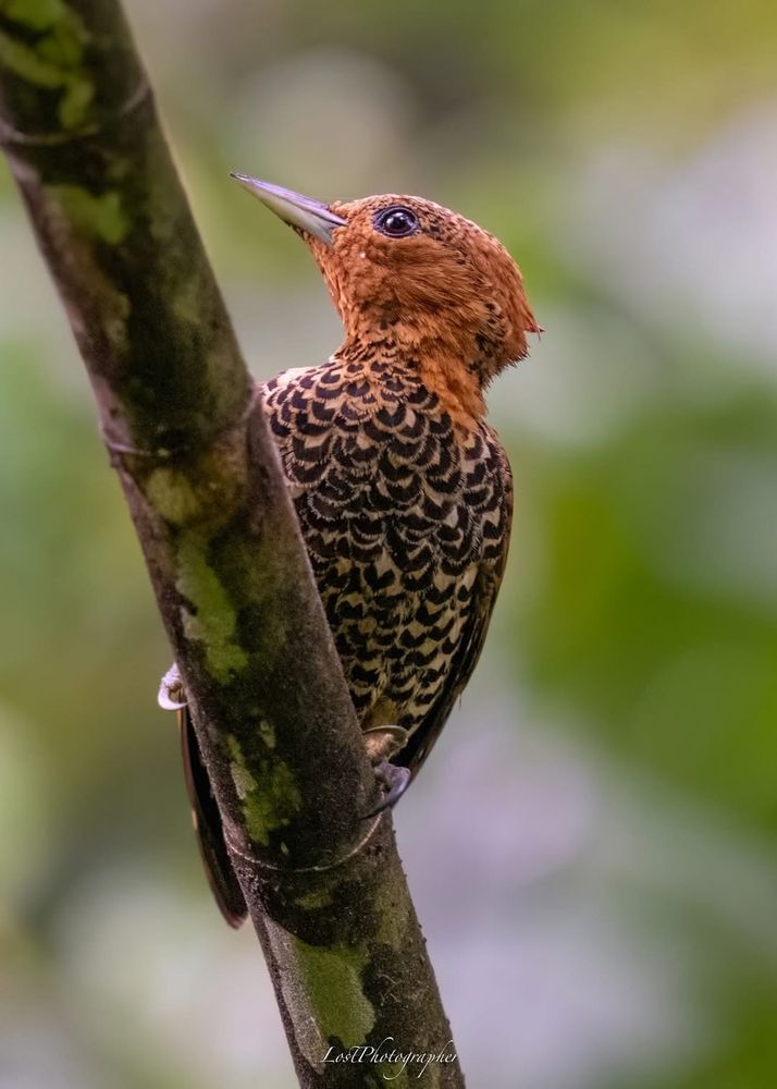 Cinnamon Woodpecker, Celeus loricatus.
San Cipriano, Buenaventura, Valle del Cauca, Colombia.
September 2024.