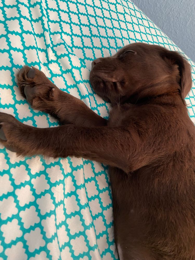 Picture of a 2 month Cocker Spaniel/Chihuahua mix puppy sleeping on the bed, at a different angle!