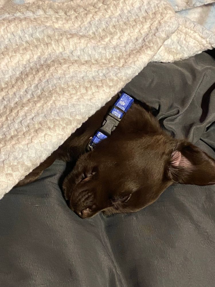 Picture of a 2 month Cocker Spaniel/Chihuahua mix puppy sleeping on another bed with a blanket.