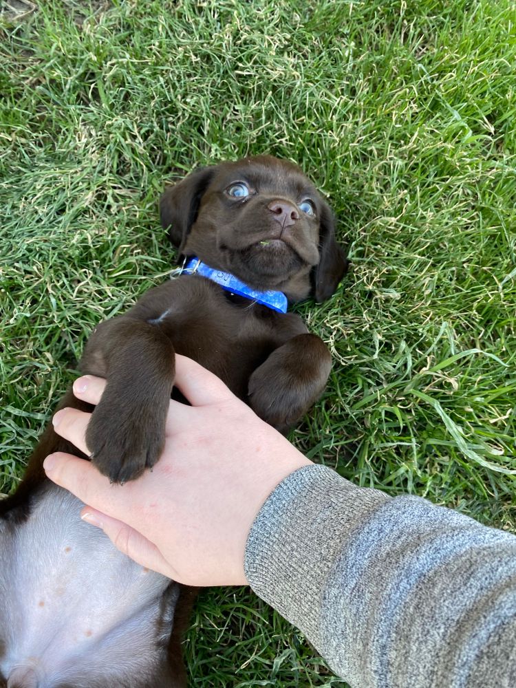 Picture of a 2 month old Cocker Spaniel/Chihuahua (With maaaaybe some lab) mix, laying in the grass and getting her belly rubbed.