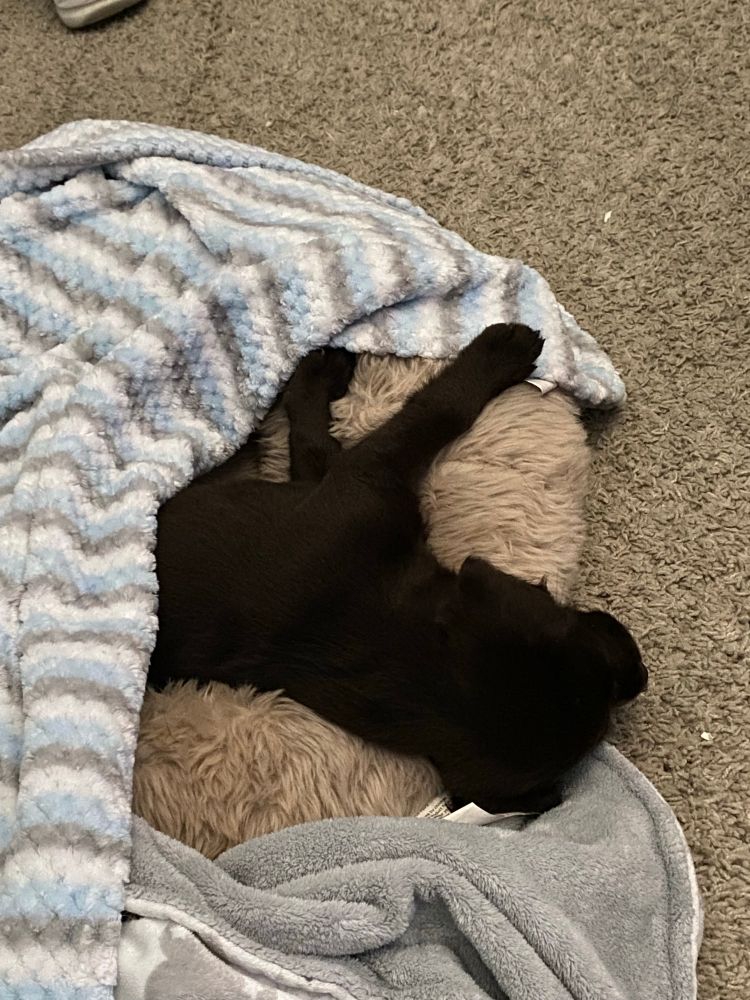 Picture of a 2 month Cocker Spaniel/Chihuahua mix puppy sleeping in her doggy bed with a blanket.