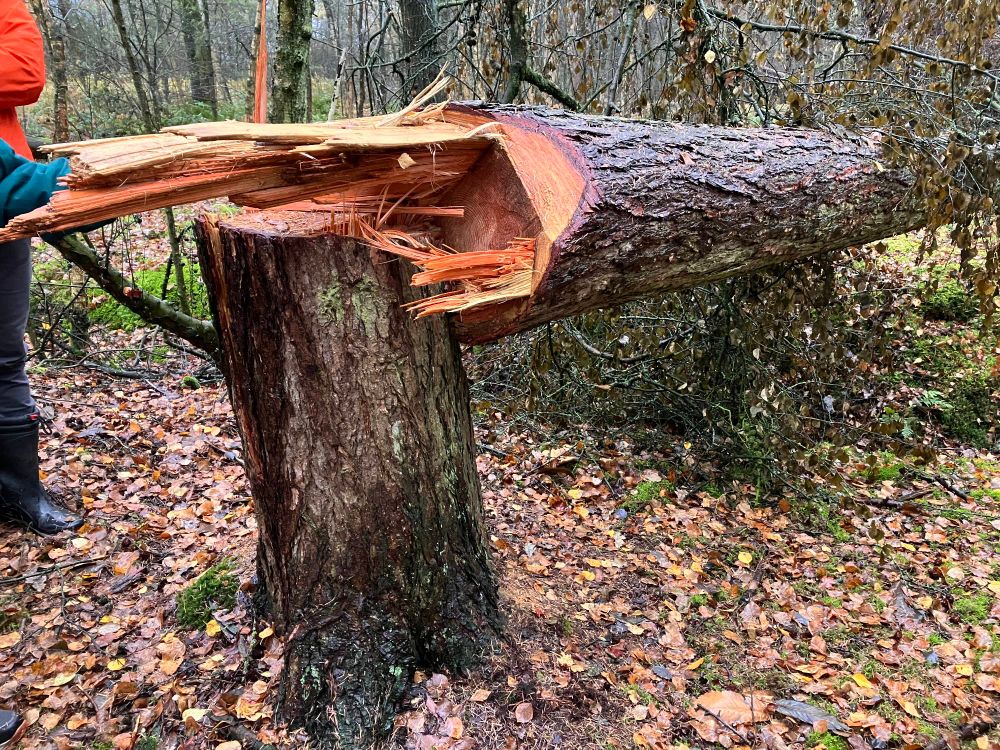 Afhankelijk van de manier van "kappen" komen er verschillende soorten insecten op af. 