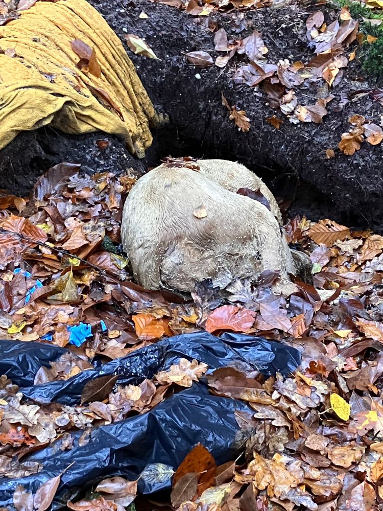 Iemand wilde blijkbaar van zijn dode hond af. De politie heeft de zaak al in onderzoek. De plek is afgezet met politie-lint. Wij kwamen woorden te kort.