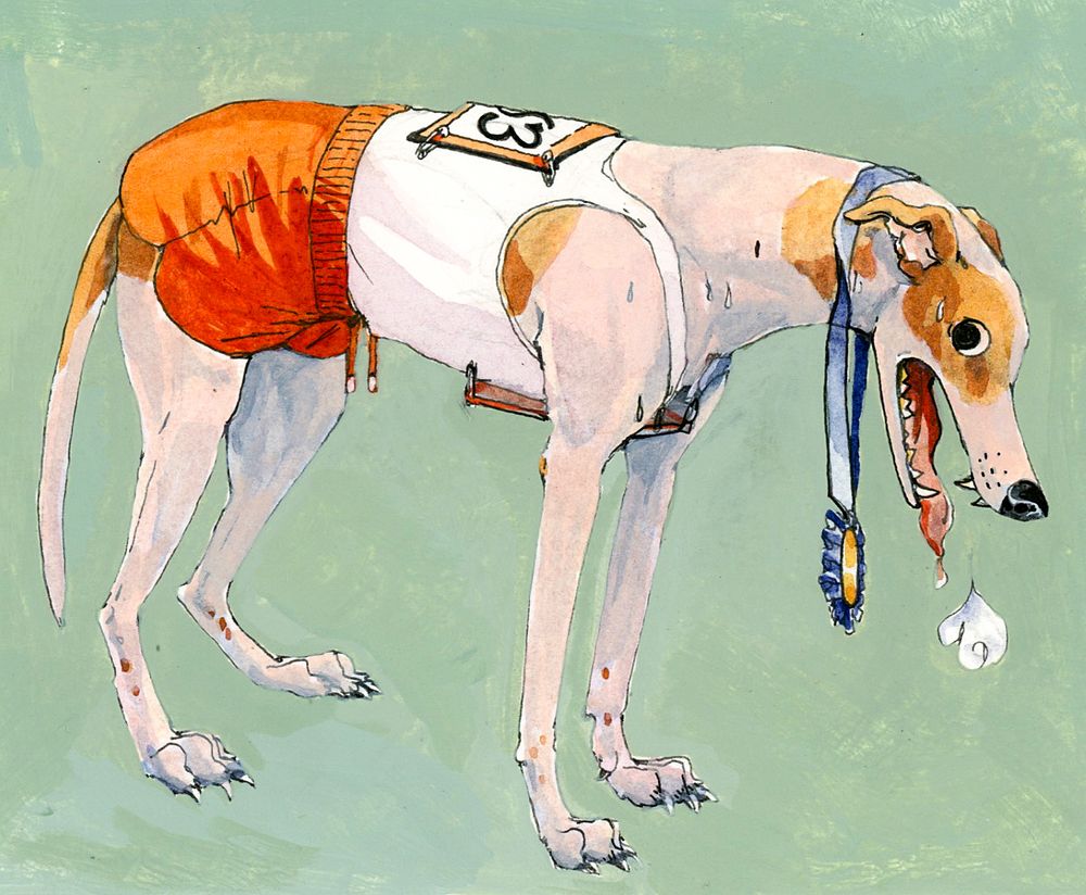 a watercolor of an exhausted greyhound panting, wearing a runner's outfit & a blue ribbon