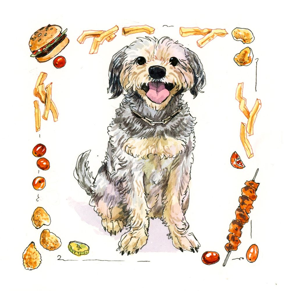 watercolor of a grey and tan small, fluffy dog