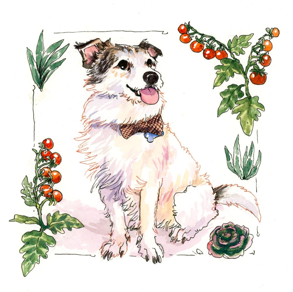 watercolor of a handsome scruffy small dog in a bow tie