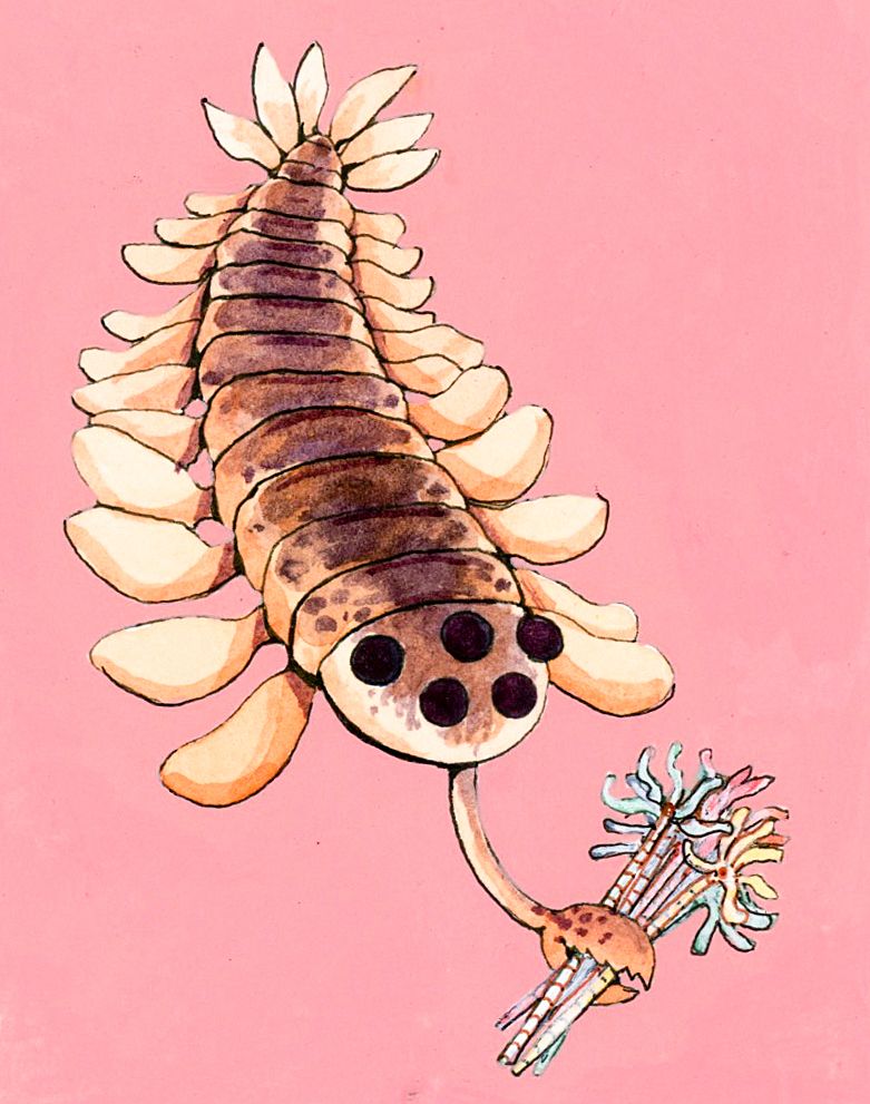 small watercolor on a pink background of opabinia proffering a bunch of corals as a bouquet in it's mouth claw
