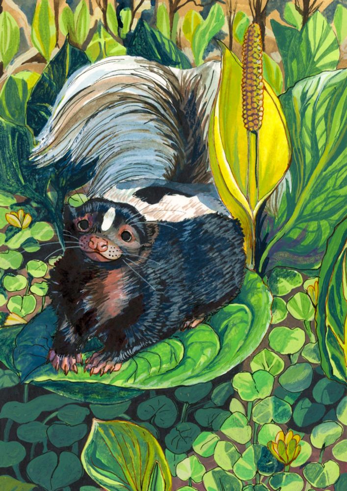 a painting of a cute skunk somehow sitting on a skunk cabbage leaf, looking up the the viewer. The background is lush shades of green and yellow.