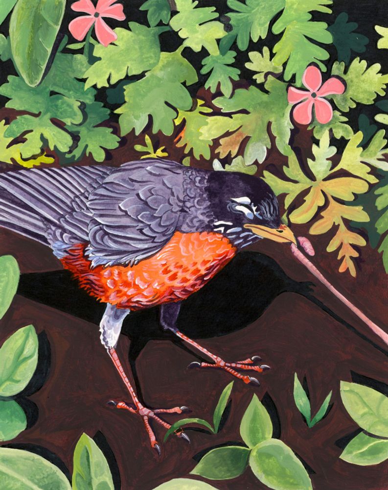 a traditional media painting of a robin tugging at a worm
