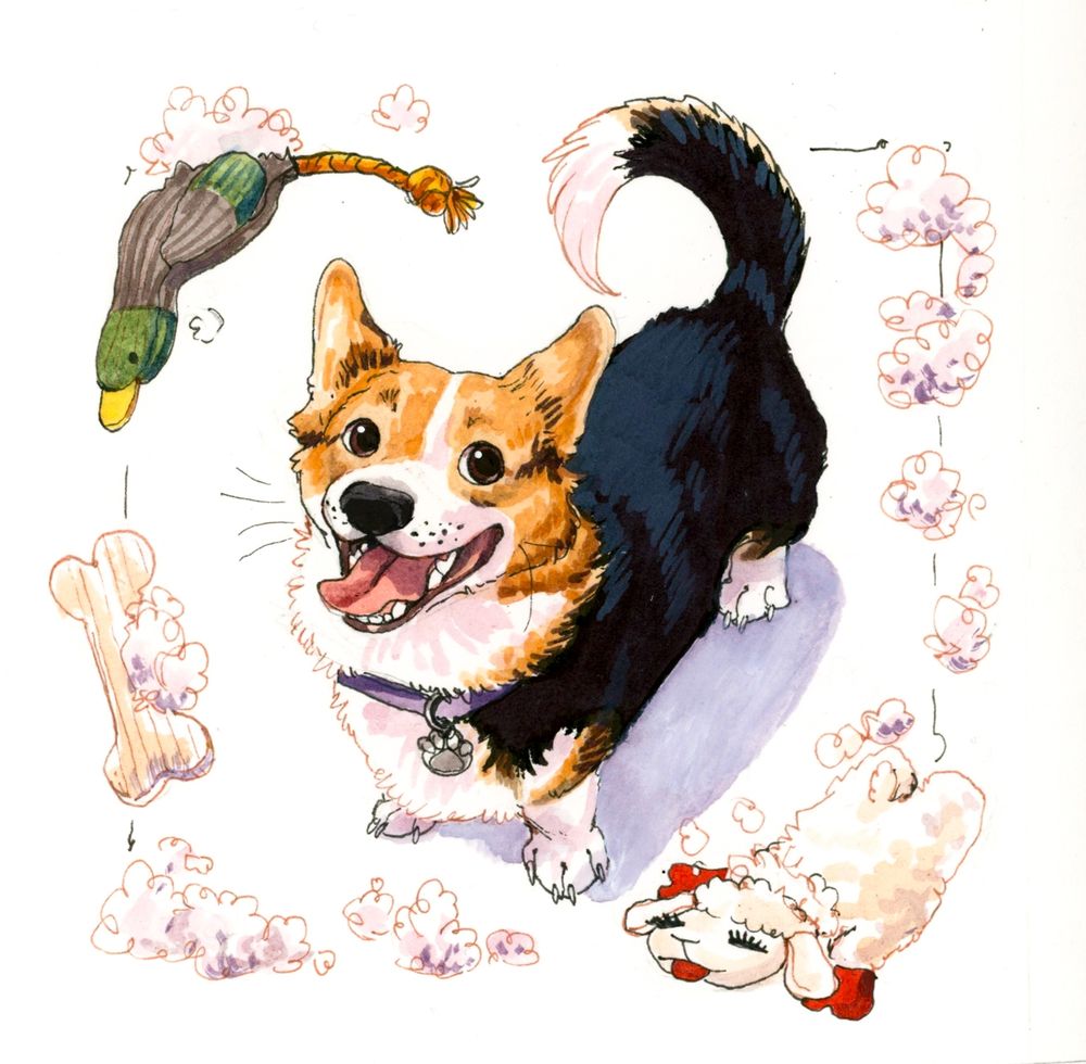 watercolor of a tri-color corgi looking very happy; the border is ripped up toys