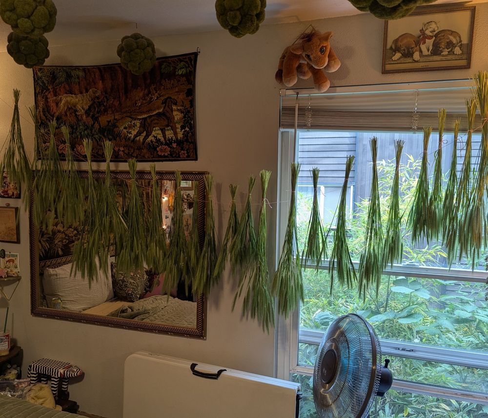 I have gathered many bunches of foxtails and I am drying them :) the picture is them hung up in my room