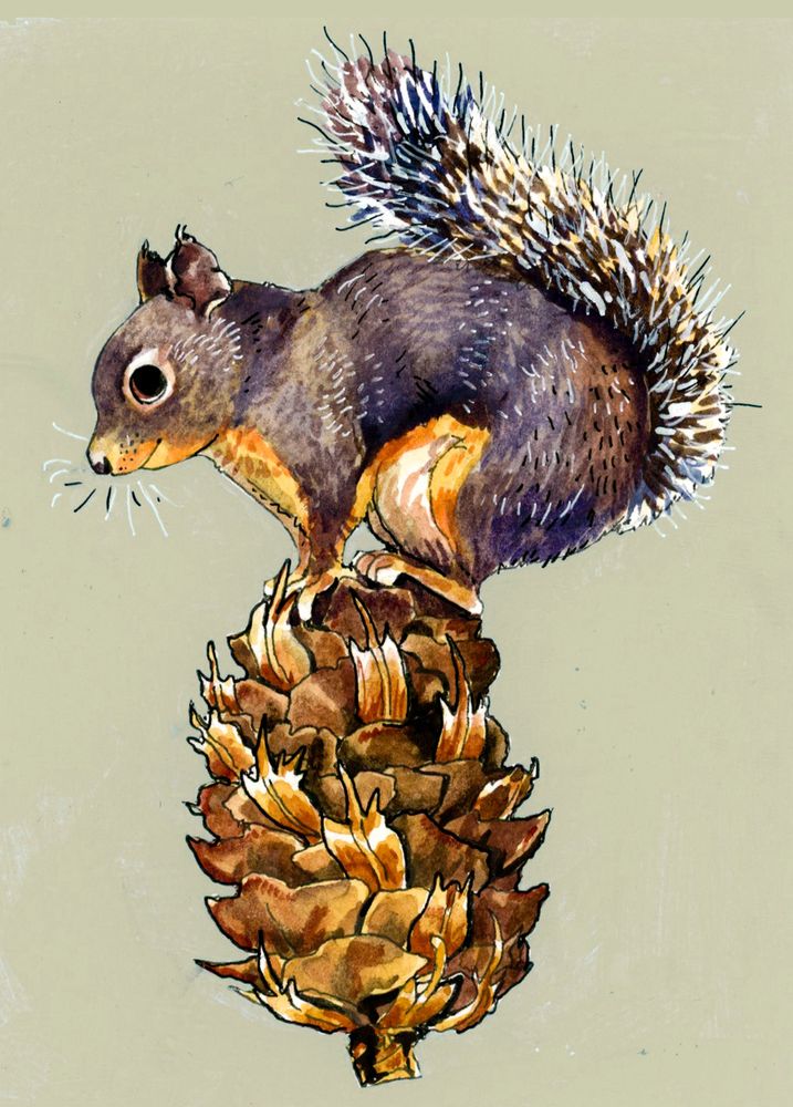 a watercolor of a douglas squirrel atop a douglas fir pinecone