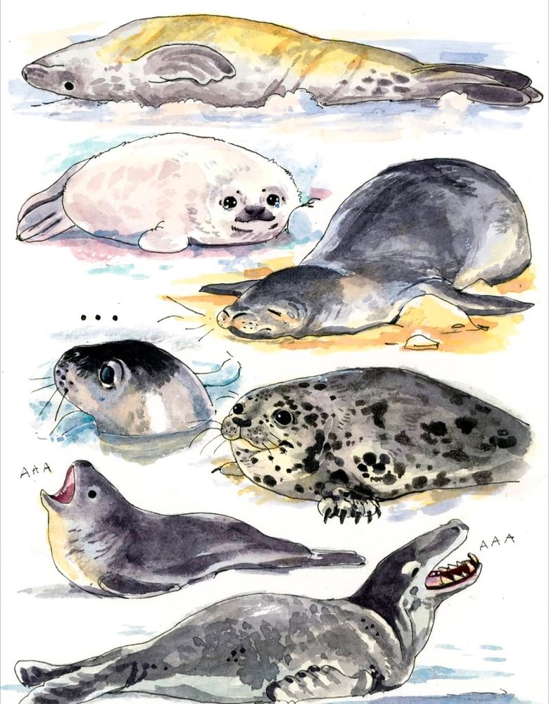 watercolor painting of various seals in states of distress, silence, or mournful vocalizations 