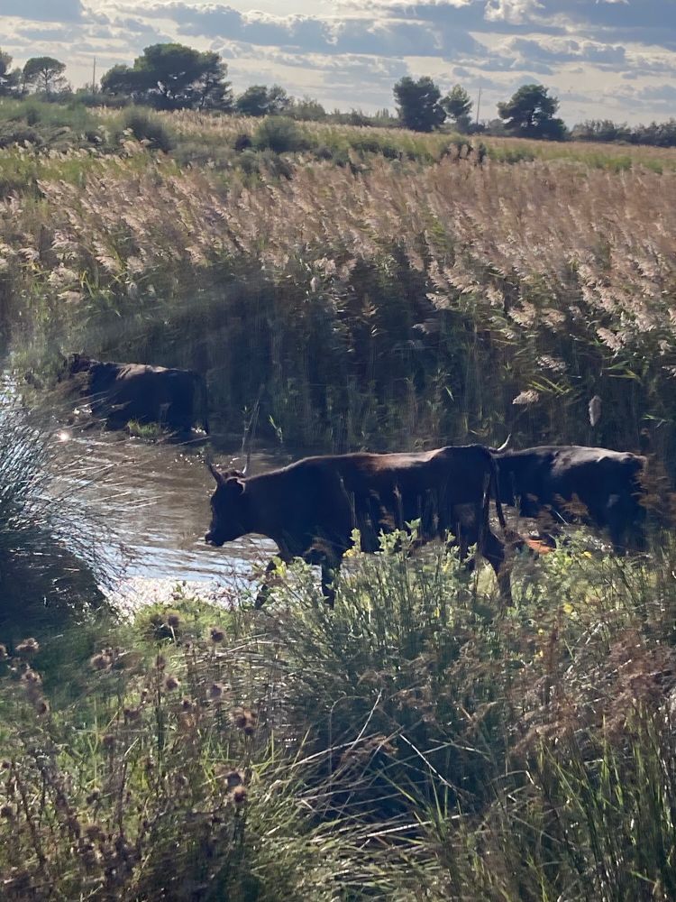 Des taureaux en Camargue
