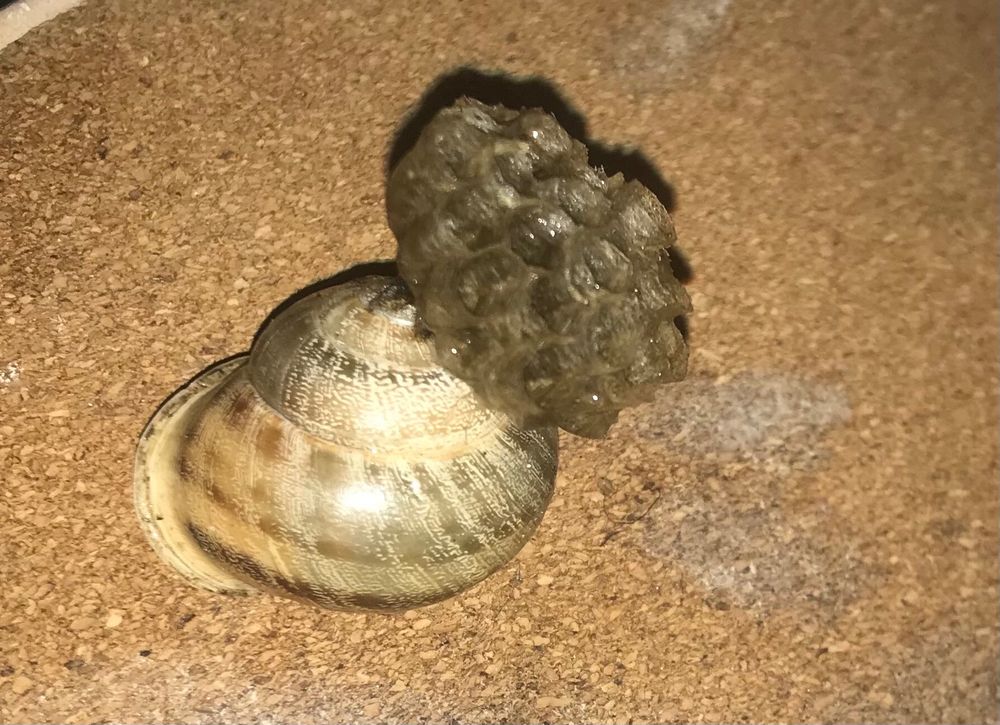 Petit nid de guêpes collé sur une coquille d'escargot