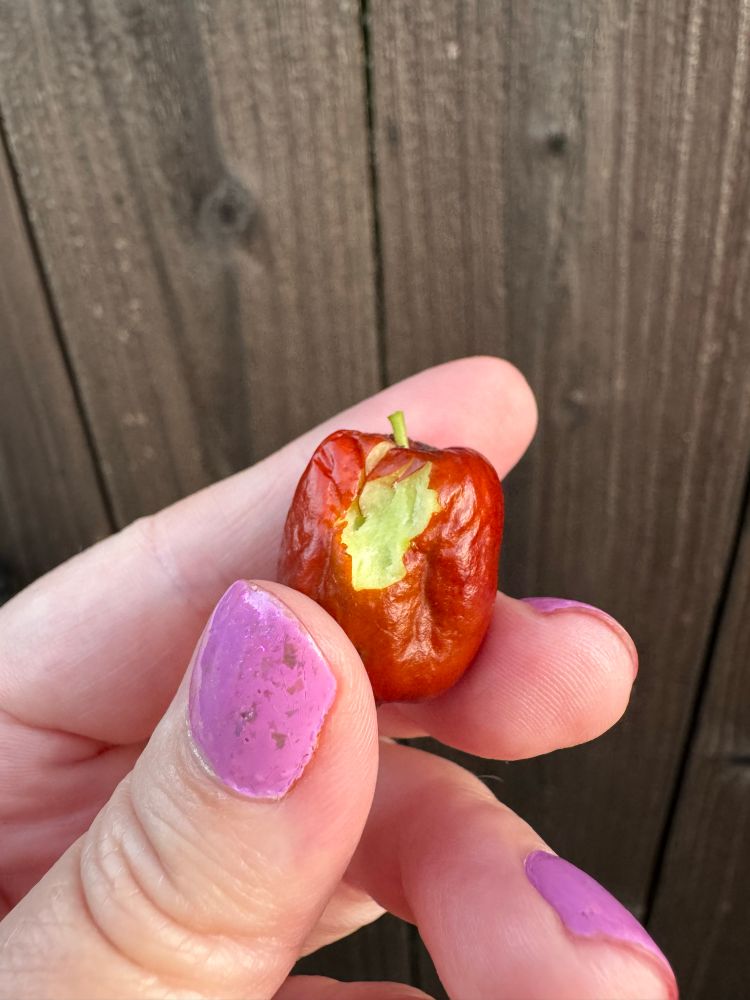 A red one that I picked from the ones on the street side of the fence before I realized the man was there & said hello. I was trying to figure out what the inside looked like.