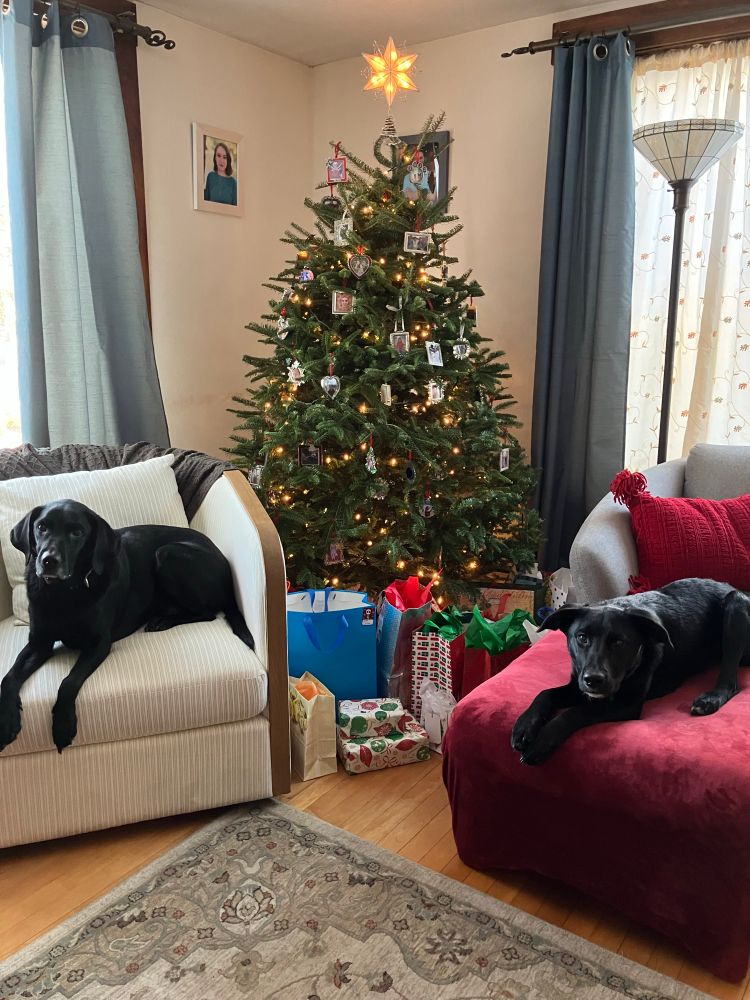 Two black labs, one sitting on a white swivel chair and the other on a wine colored ottoman with a decorated and lit Christmas tree surrounded by presents between them. 