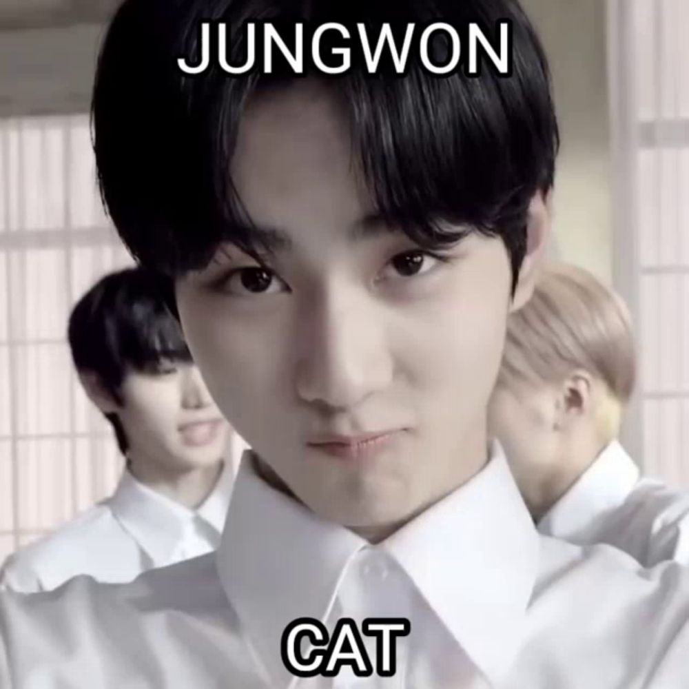 Jungwon Cat GIF