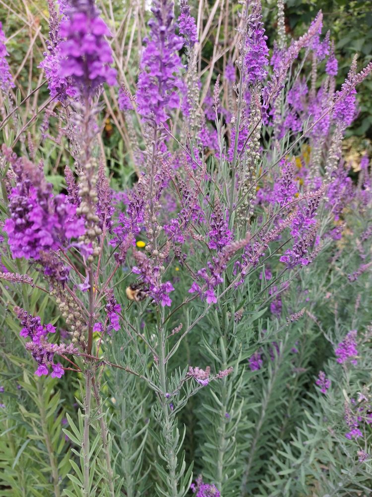 Close up of purple toadflax with a bee feeding