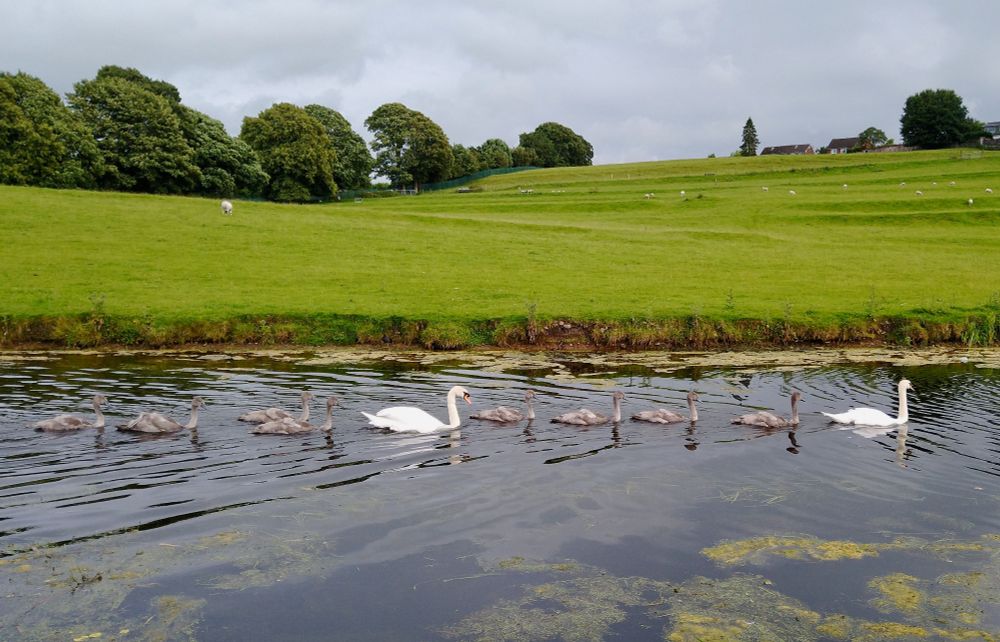 A pair of swans are swimming along the canal. They have eight grey cygnets who are strung out in a line. The background shows a green field with trees at the edge. There are some sheep in the field.