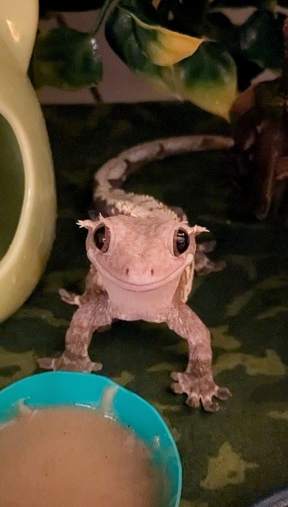 A cream and brown coloured crested gecko on the bottom of his enclosure. He has a face that appears to be smiling and large eyes. 