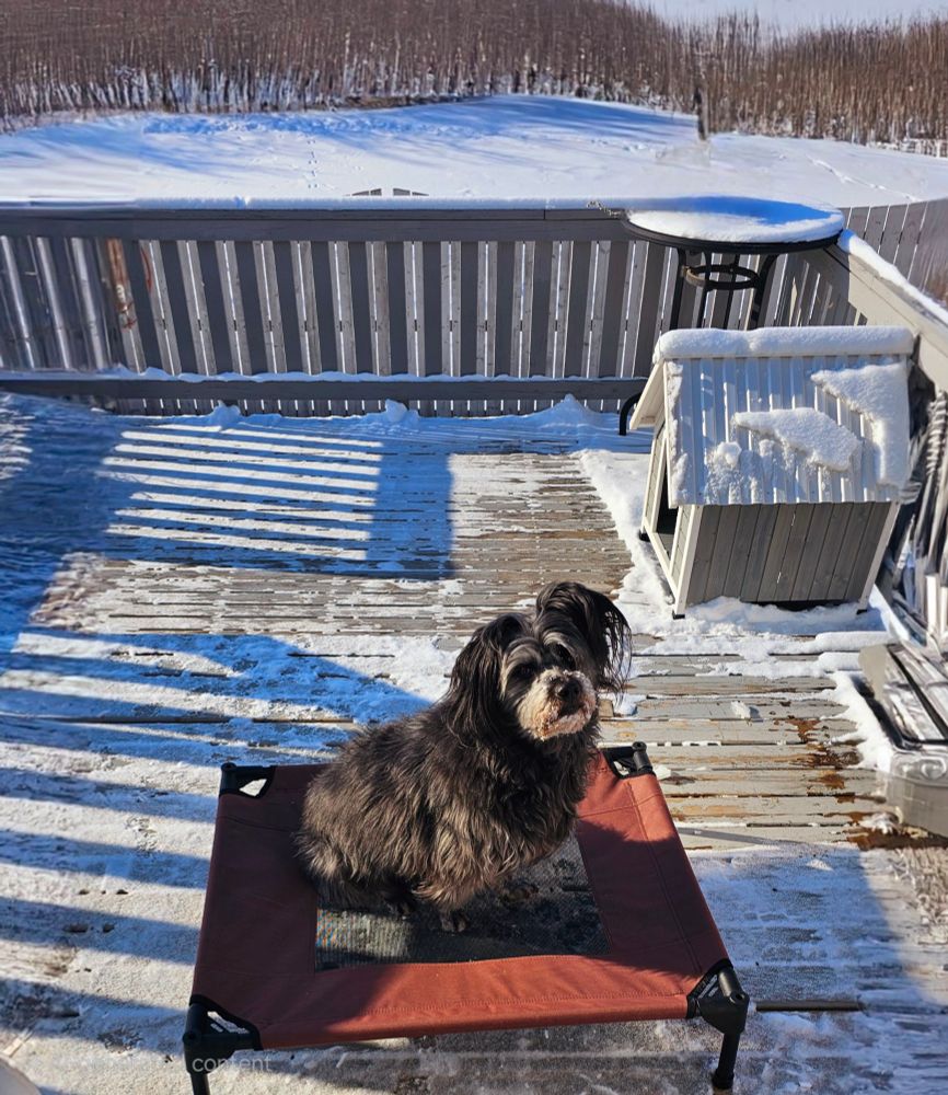 Puppy enjoying sunny cold day