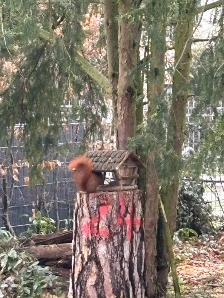 Ein Eichhörnchen im Futterhaus. Das Futterhaus steht auf einem Baumstumpf, auf dem die Nummer 24 steht, aufgesprüht in roter Farbe (hat der Mann vom Amt gemacht, bevor der Baum gefällt wurde. Der Baum wurde gefällt, weil er durch die Stürme nicht mehr fest war und umzufallen drohte)
