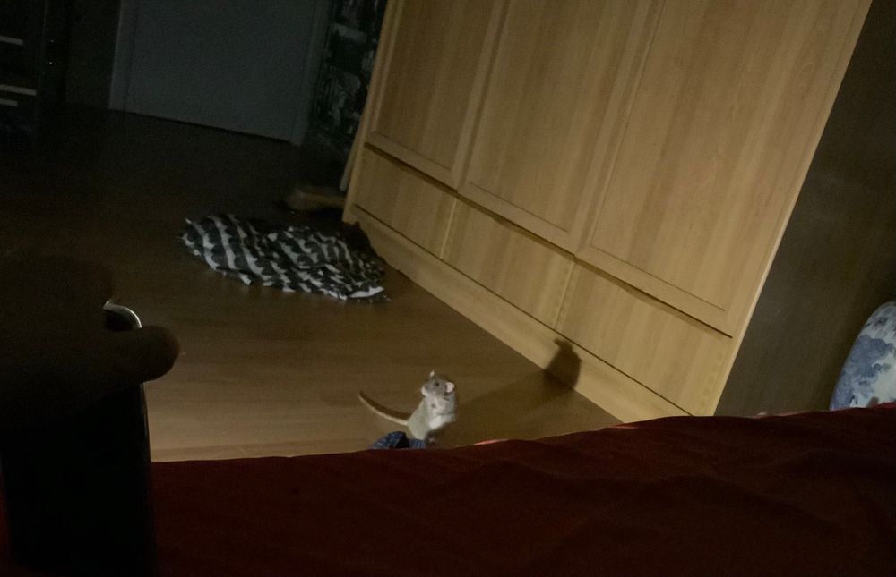My rat pecan lit dramatically casting a long shadow 