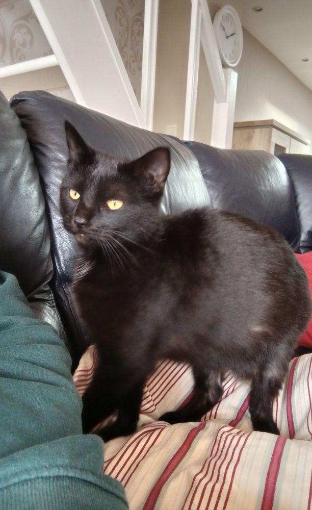 Black cat cute kitty baby