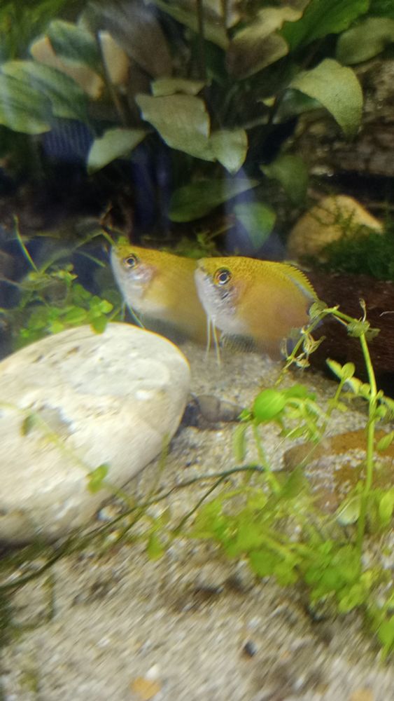 2 honey gourami gently existing next to each other