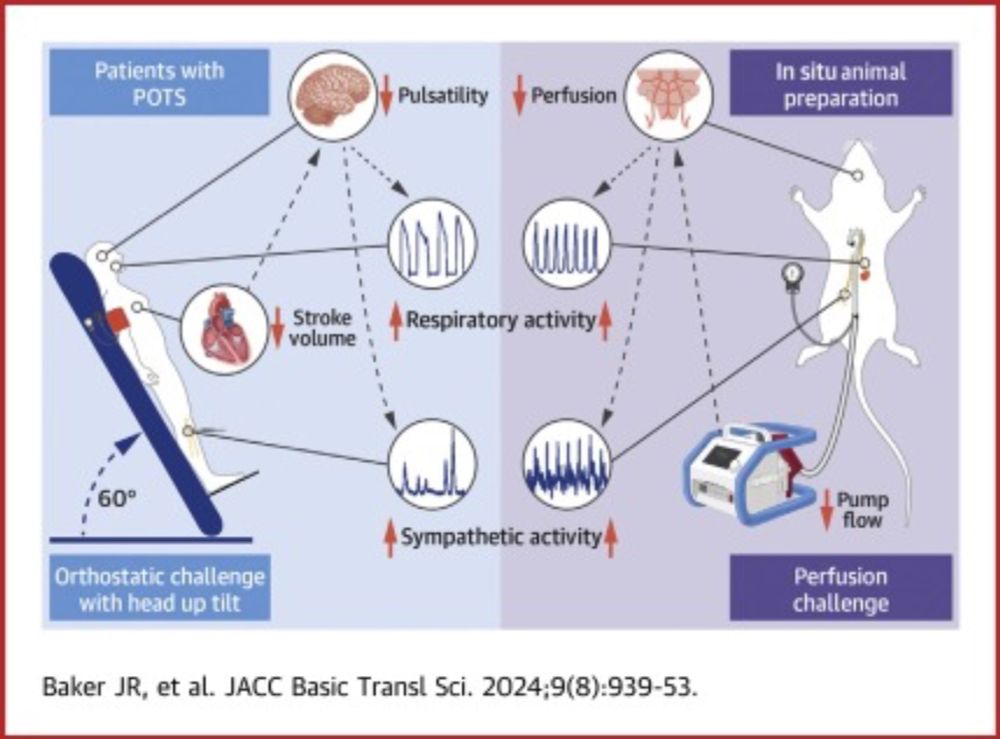 Reduced Stroke Volume and Brain Perfusion Drive Postural Hyperventilation in Postural Orthostatic Tachycardia Syndrome