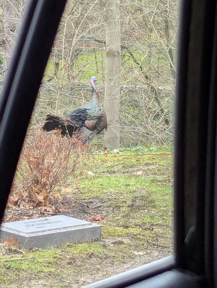 A male turkey on sparse grass. The picture was taken in a cemetery and in the foreground is a grave marker 