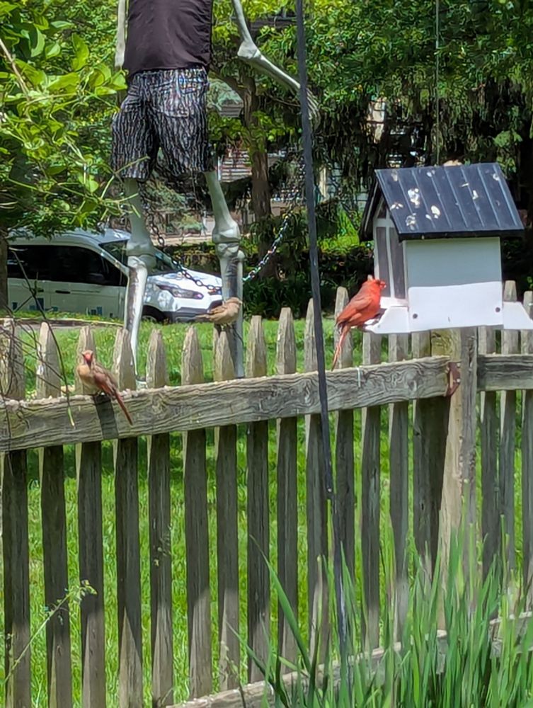 A female cardinal, a sparrow, and a male cardinal around a bird feeder.