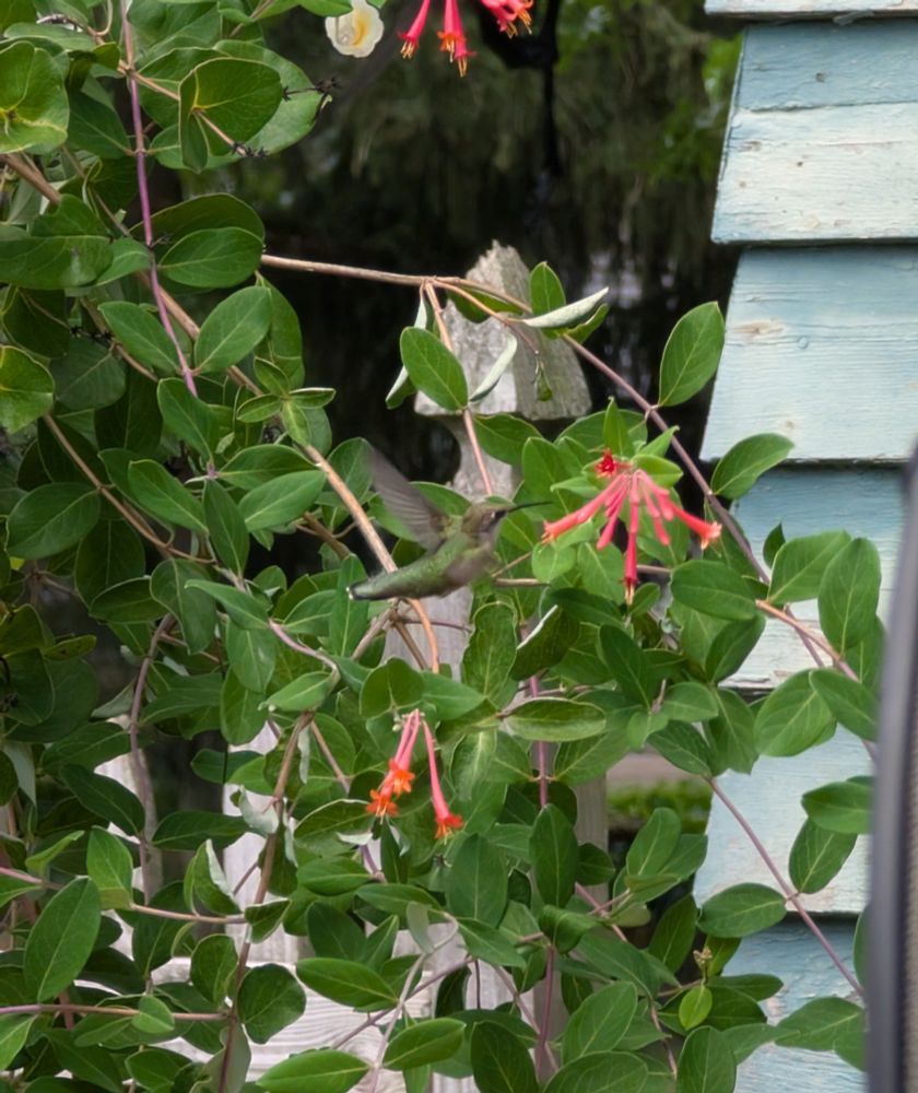 A green hummingbird and red honeysuckle flowers with green leaves in the background. Taken in Cleveland Heights Ohio, August 24