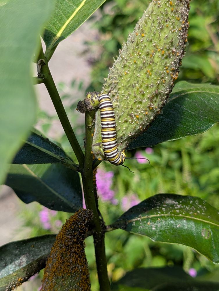 A monarch caterpillar with orange, white, and black stripes on a milkweed pod.