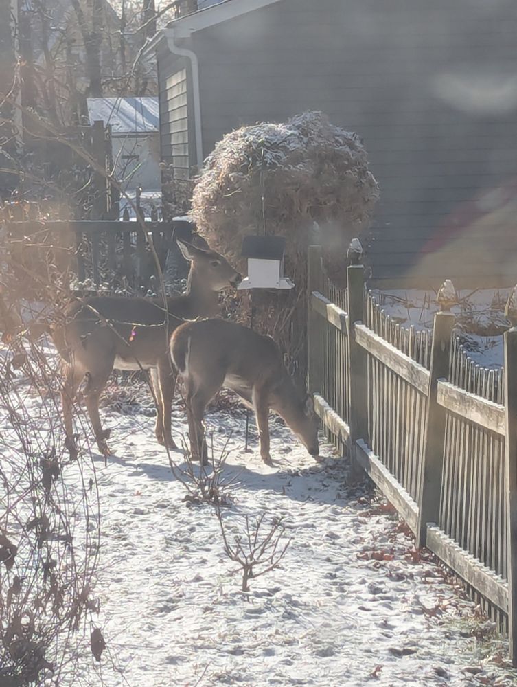 2 white tailed deer eating from a bird feeder. There is snow on the ground and a wooden fence to the right 