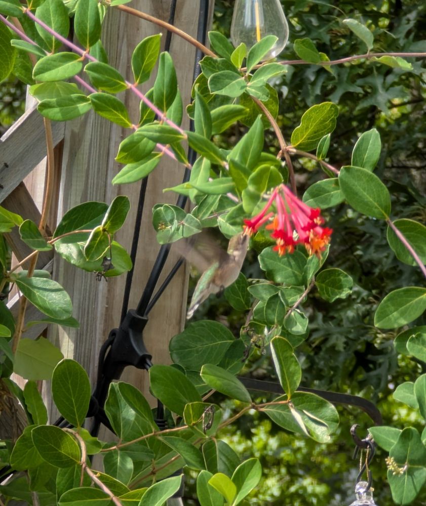 A green hummingbird and red honeysuckle flowers with green leaves in the background. Taken in Cleveland Heights Ohio, August 24