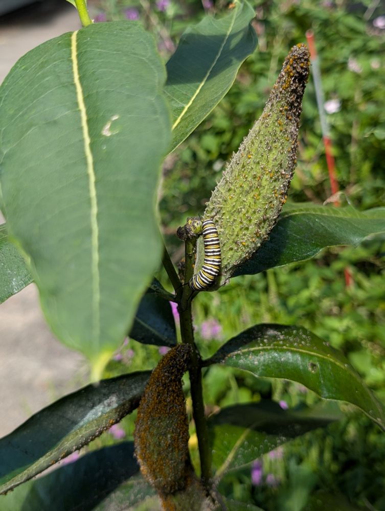 A monarch caterpillar with orange, white, and black stripes on a milkweed pod.