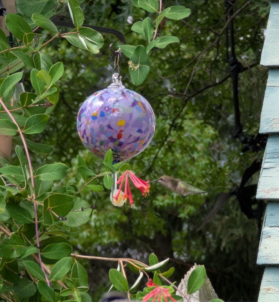 A green hummingbird and red honeysuckle flowers with green leaves in the background. Taken in Cleveland Heights Ohio, August 24