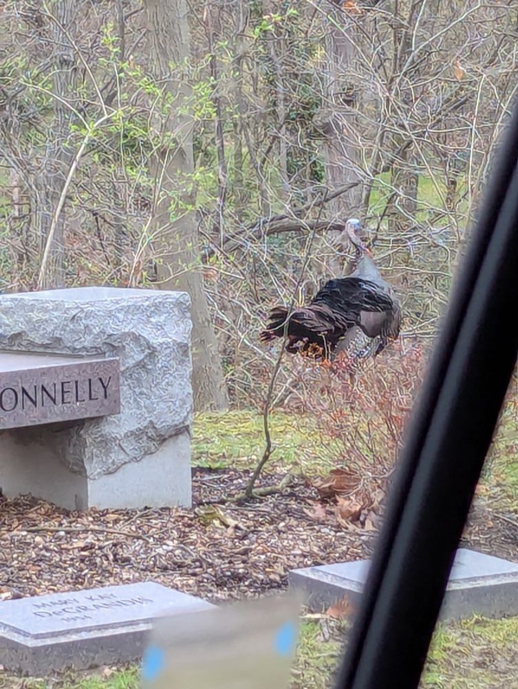 A male turkey in front of some bare or budding trees. In the foreground are grave markers.