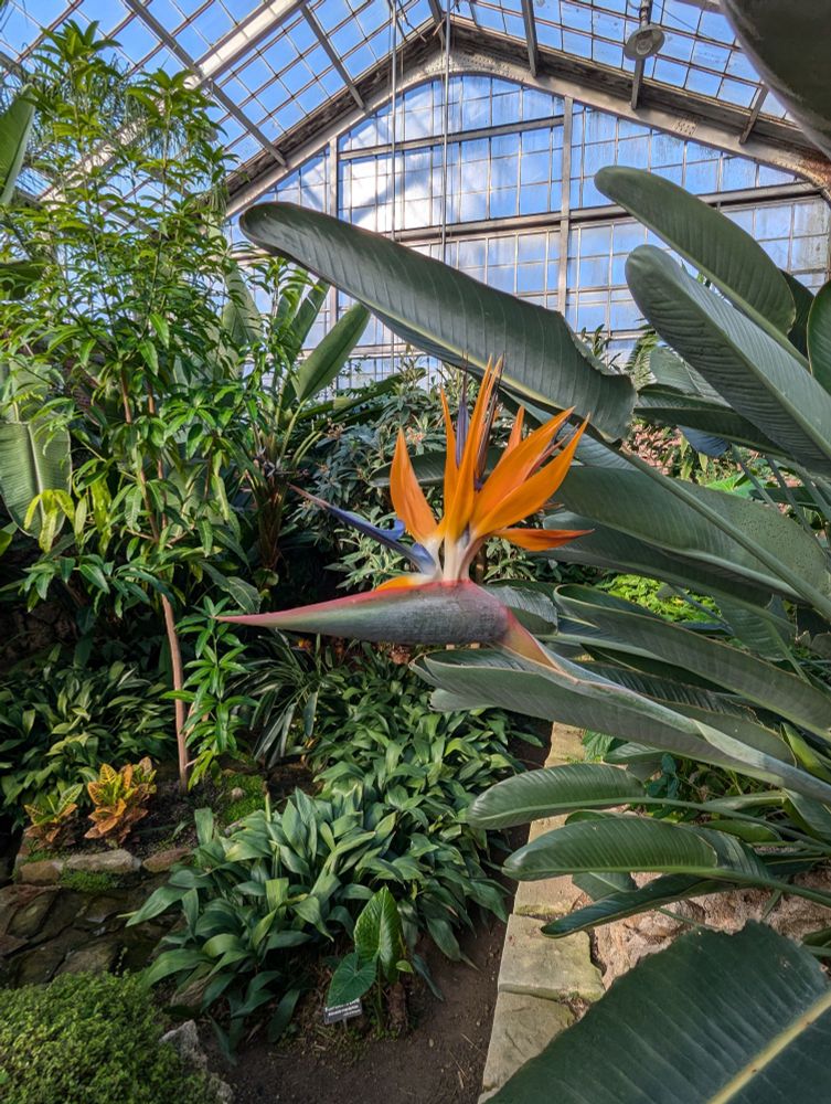 An orange bird of paradise flower amidst green leaves, in a greenhouse with blue sky visible through the glass