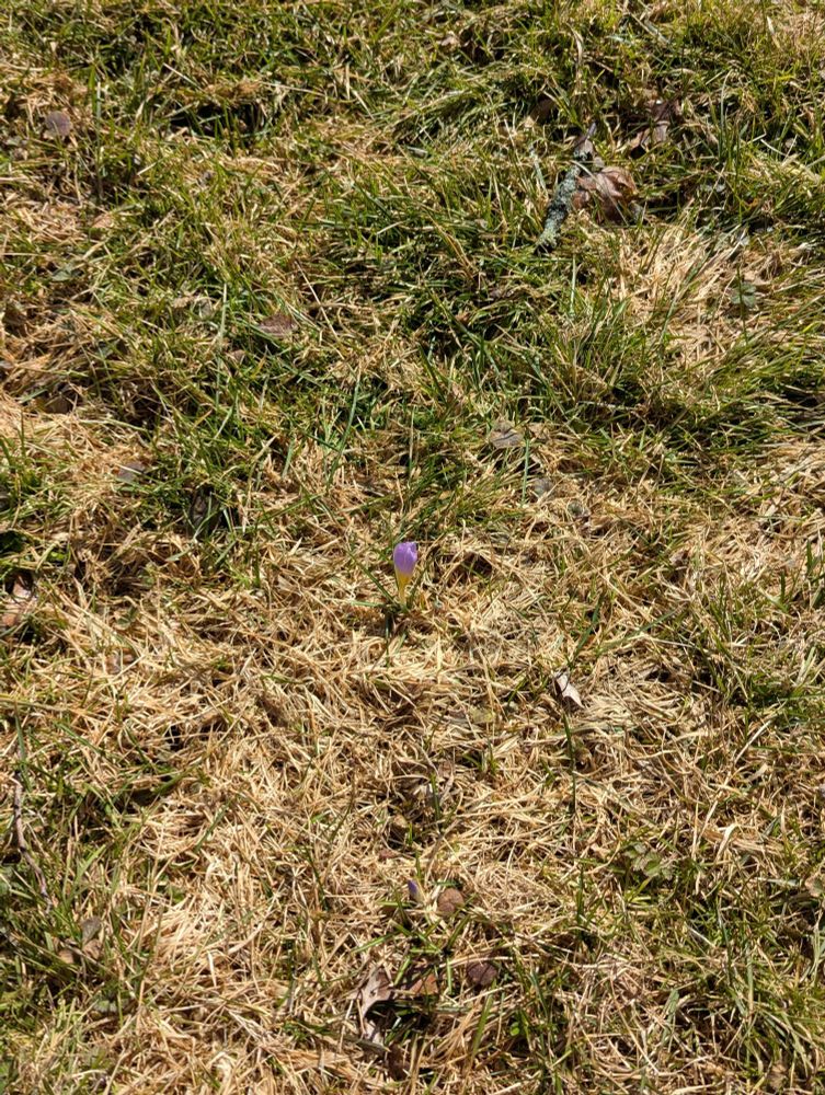 A solitary purple Crocus among dormant brown and green grass. Spring trying to make an appearance 