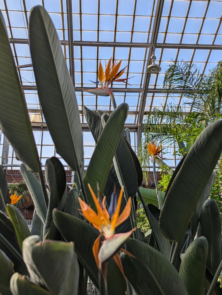 Multiple bird of paradise flowers, vibrant orange against green leaves. Behind them blue sky is visible through greenhouse walls and ceiling which are made of glass.