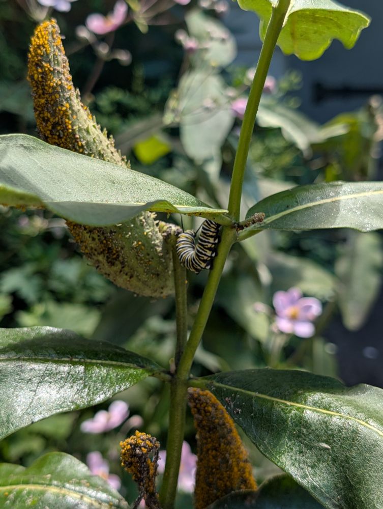 A monarch caterpillar with orange, white, and black stripes on a milkweed pod.