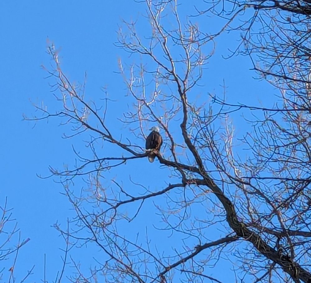 A bald eagle with a white head and brown body, sitting in a bare tree. Behind is a blue sky 