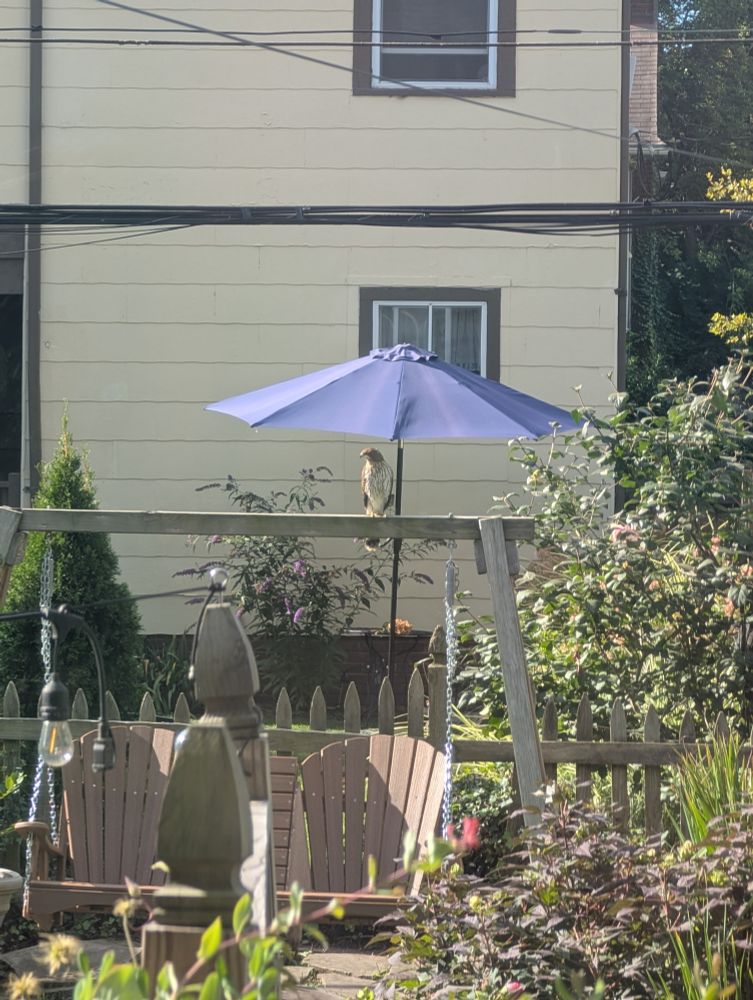 A hawk with a orange/brown head, a speckled white and brown chest, sitting on a rail on the top of an A-frame swing, below a blue umbrella with a purple butterfly bush in the background.