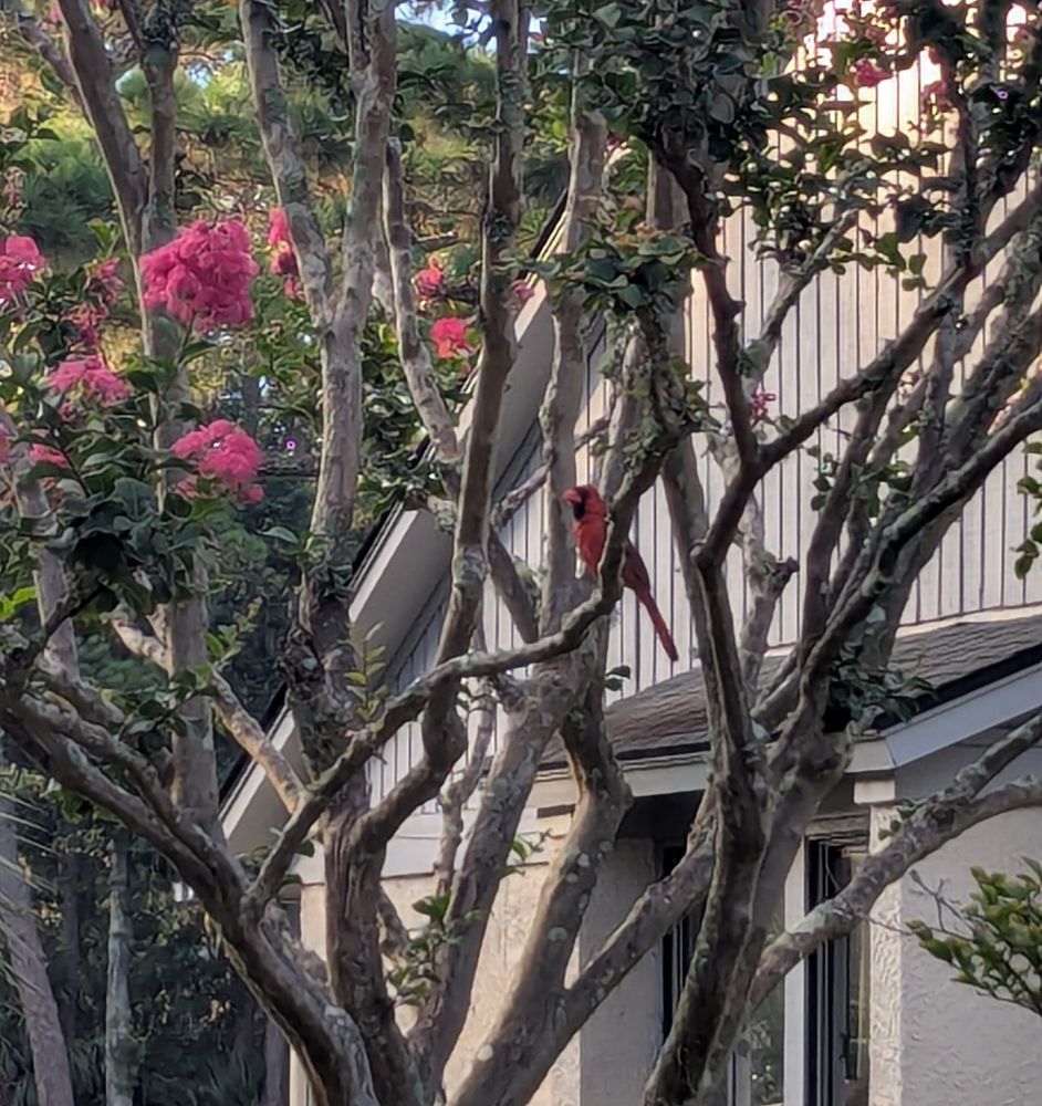 A cardinal, red with a black collar, sitting in the branches of a Crepe Myrtle which has clumps of pink flowers.
